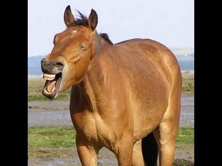 Psychic finds missing horse using telepathy