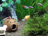 Platy,Balloon Molly,Neon and Cardinal Tetras