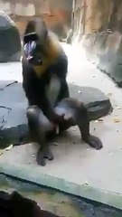 VID-20150504-WA0004.mp4