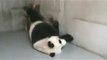 Nacen dos osos panda en el Zoo de Madrid