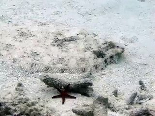 Flowery Flounder (bothus mancus)