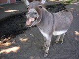 Donkey attacks: Hungarian man brutally killed by two donkeys