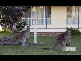College student dies after swerving to miss dead kangaroo