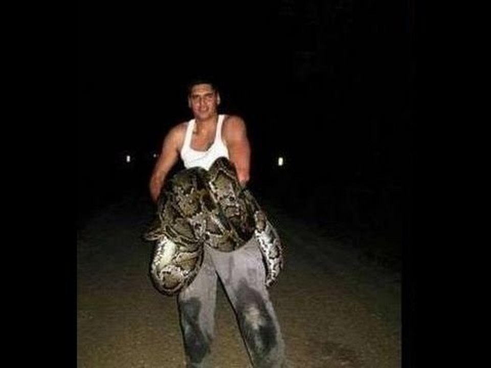 Snake caught: Largest python captured in Florida