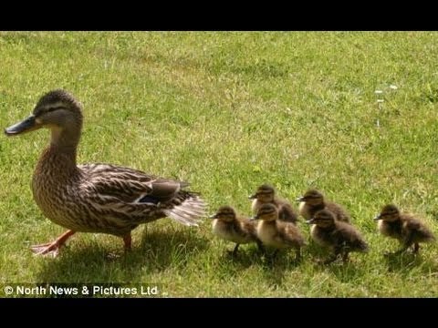 Portland police officer stops highway chase to save ducks