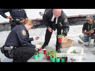 Idiot mistakes tomato plants for ganja
