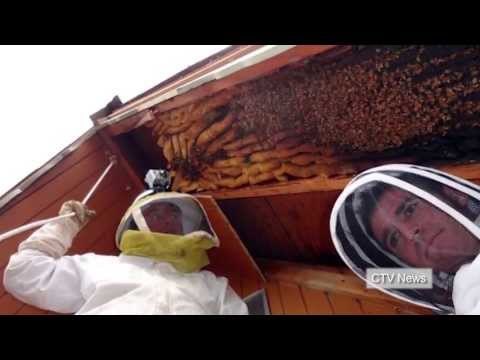 Utah beehive found: 60,000 honey bees