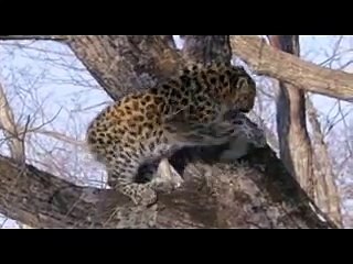 Amur Leopard