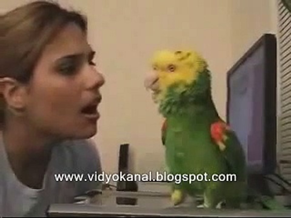 Dieser Papagei kann singen und tanzen SAUGEIL