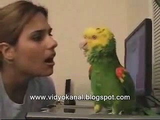 Dieser Papagei kann singen und tanzen SAUGEIL