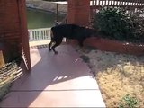 Rottweiler Cancer Jade 2 Weeks Post Amputation Tripawd 3 Legged Dog