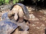 Galapagos Tortoises Humping