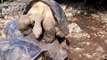 Galapagos Tortoises Humping