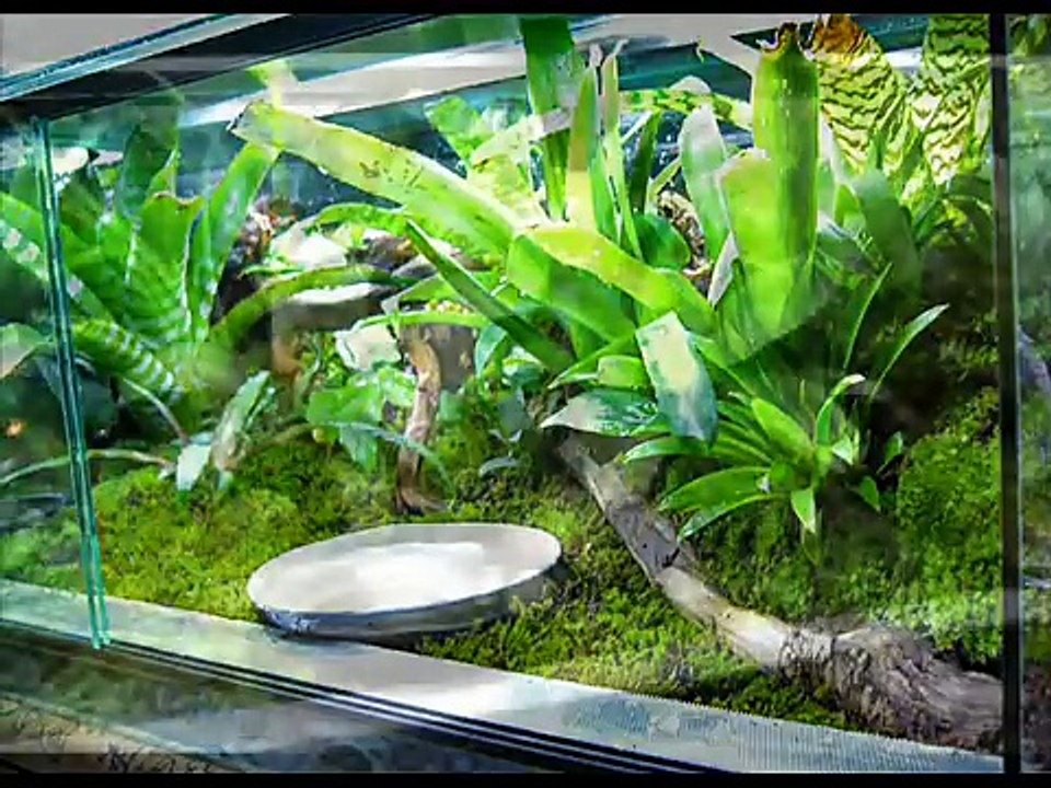 Terrarium Vivarium Paludarium