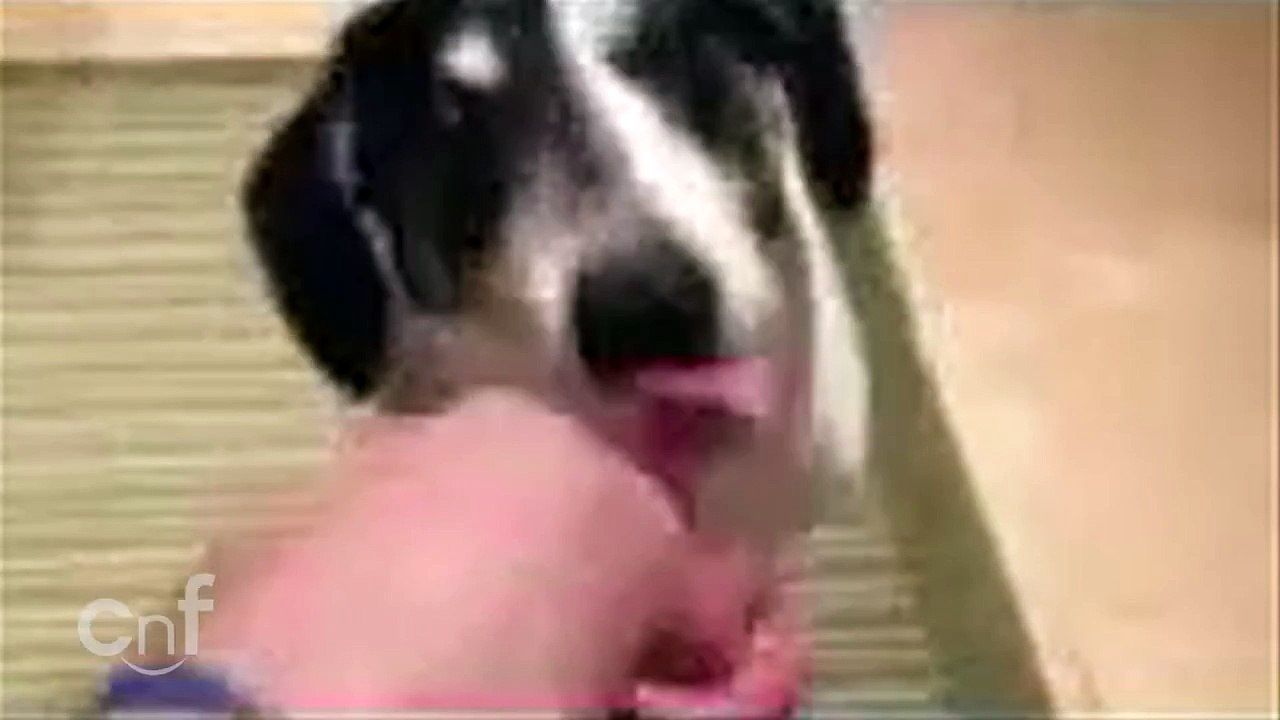Cute Dog Licks, Licks, and Licks Peanut Butter