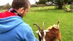 Happy goats: How animal rehab works