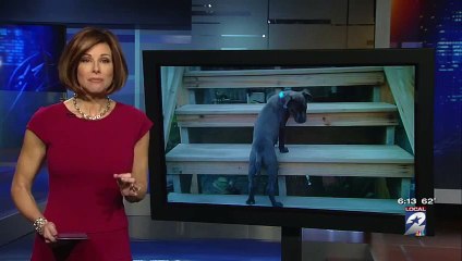 [ Dog clip ] Missing Dog Found 1,100 Miles Away