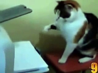 10 Aksi Lucu Si Kucing Comel (1)