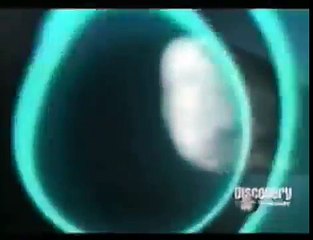 Animal Face Off - Sperm Whale vs. Giant Squid