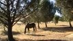 Knots to Tie a Horse High-line - Bowline Knot - Slip - Clove Hitch- Rick Gore Horsemanhip