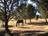 Knots to Tie a Horse High-line - Bowline Knot - Slip - Clove Hitch- Rick Gore Horsemanhip