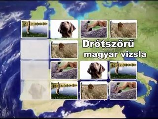 Hungarian Pointer "wire-haired" - Julius-K9®
