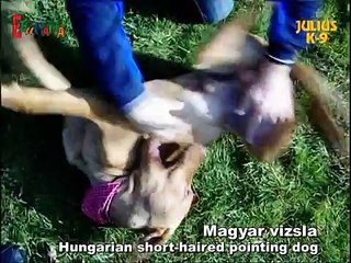 Hungarian Pointer - Ungarische Vorstehhund - Julius-K9®