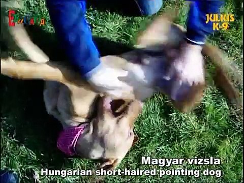 Hungarian Pointer - Ungarische Vorstehhund - Julius-K9®