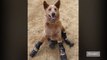 Naki'o the disabled dog gets prosthetic legs in world first