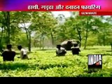 Exciting Videos Of Elephants Rescue In Assam, Bengal, Jharkhand