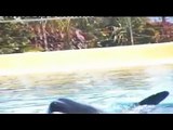 Orcas Loro parque-Video musical