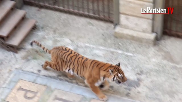 « Fort Boyard » : le voyage des tigres avant le tournage