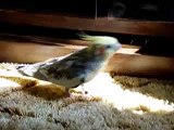 Cockatiel going wolf whistling crazy!
