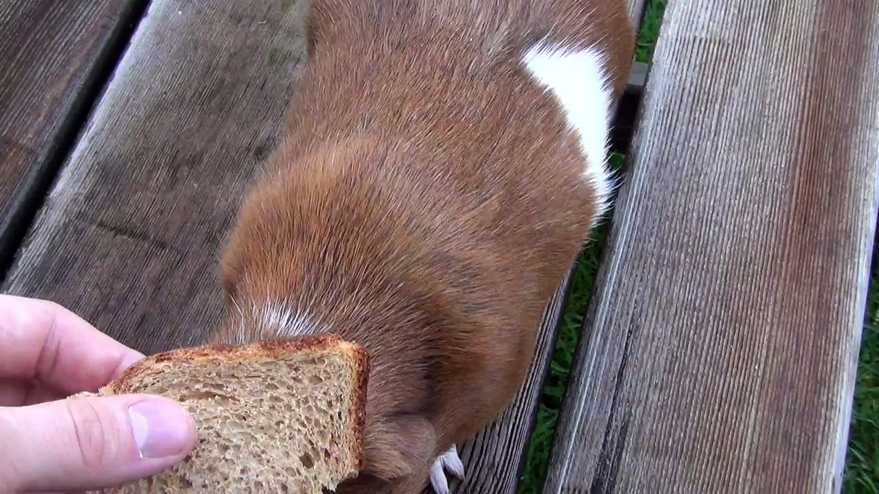 My very cute guinea pig, very funny pet, beautiful home sweet animal