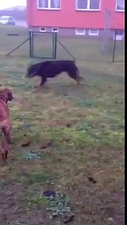 Ridgeback vs. Rottweiler