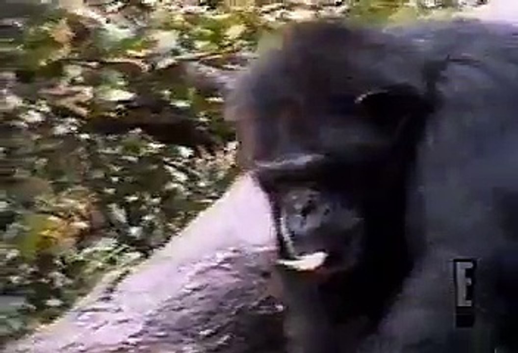 monkey smells his ass Funny