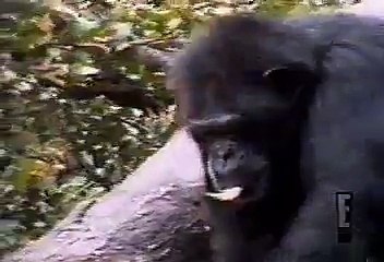 monkey smells his ass Funny