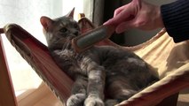 【モアクリ】 ハンモッカーズ2 - Cat Hammock 2 -