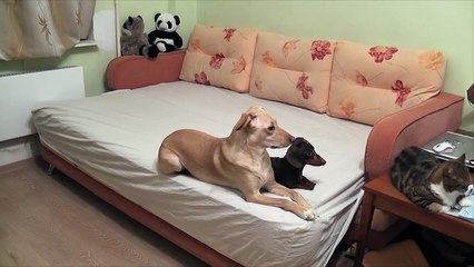 Ever wonder what dogs do while waiting for you?