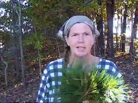 Medicinal Teas - Pine Needle Tea