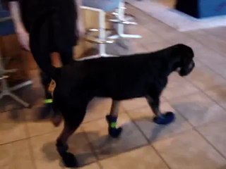 Moose: Funny bloodhound dog walks like Goofy