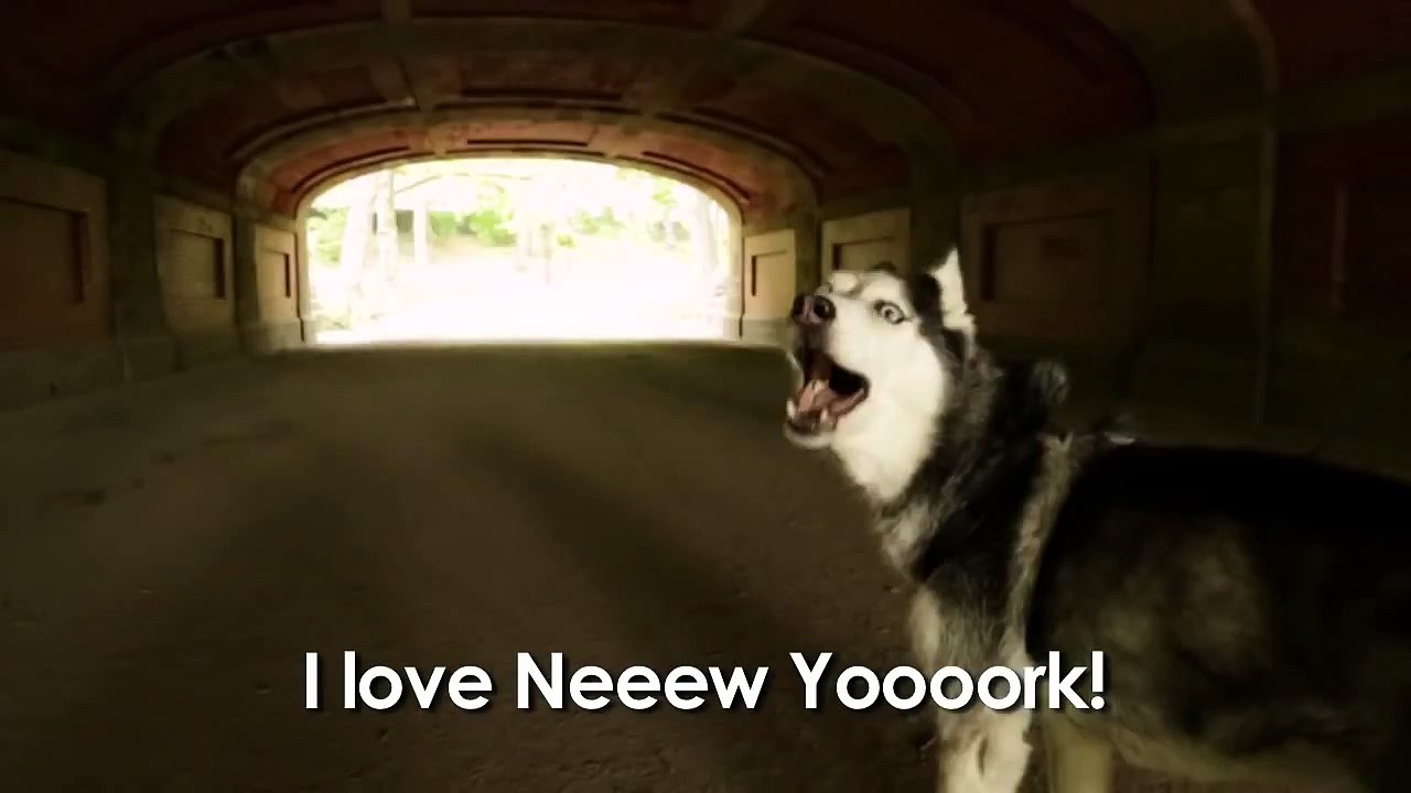 Mishka the Talking Husky Under the Bridge!
