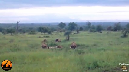 6 Male Lions Together - Latest Sightings