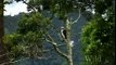 The Critically Endangered Philippine Eagle