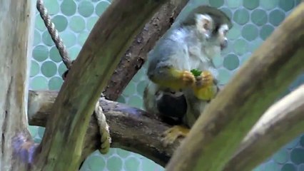 Endangered:  Baby Silvery Gibbon - Baby Squirrel Monkey - Drill