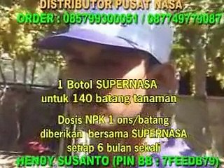 teknologi organik cara budidaya anggur