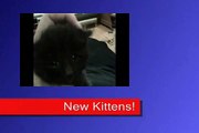 Orphaned Kittens In Ridgecrest - Free