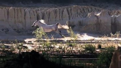 Most beautiful horse film ever