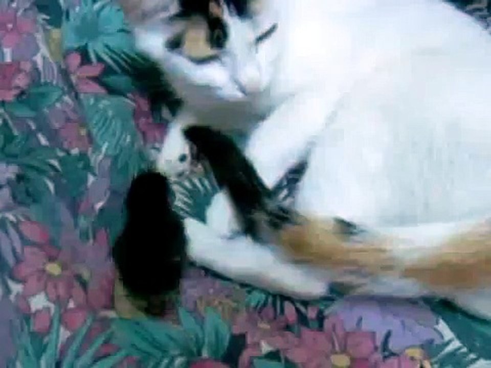 gatto e pulcino