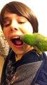 Se faire arracher une dent par un perroquet... Oiseau Dentiste!